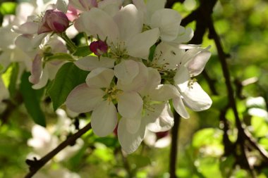 Bahçedeki ağaçta çiçek açan güzel elmaya yakın.