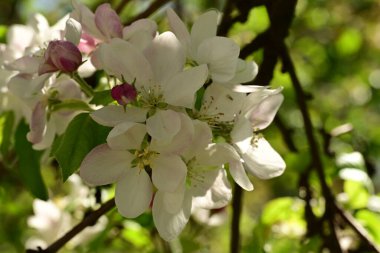 Bahçedeki ağaçta çiçek açan güzel elmaya yakın.