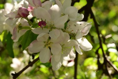 Bahçedeki ağaçta çiçek açan güzel elmaya yakın.