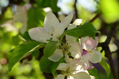 Bahçedeki ağaçta çiçek açan güzel elmaya yakın.