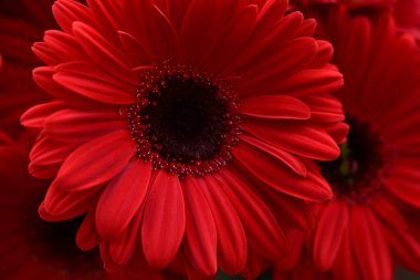 Güzel Gerberas geçmişi. bahar konsepti. 