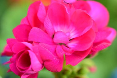 Bahçedeki pembe gül