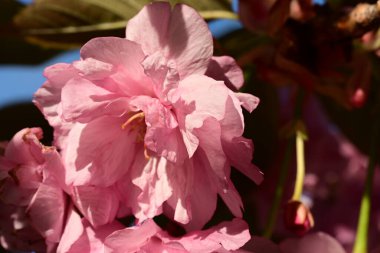 Bahçedeki ağaçta çiçek açan güzel sakura çiçeğini kapat.