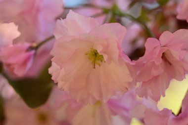 Bahçedeki ağaçta çiçek açan güzel sakura çiçeğini kapat.