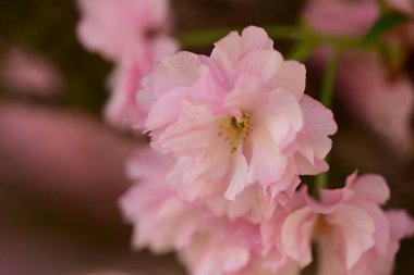 Bahçedeki ağaçta çiçek açan güzel sakura çiçeğini kapat.