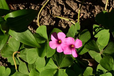 Bahçedeki pembe çiçek