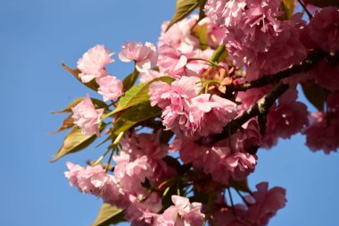 Bahçedeki ağaçta çiçek açan güzel pembe sakura çiçeğini kapat.