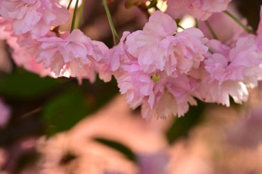 Bahçedeki ağaçta çiçek açan güzel pembe sakura çiçeğini kapat.