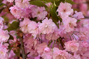 Bahçedeki ağaçta çiçek açan güzel pembe sakura çiçeğini kapat.