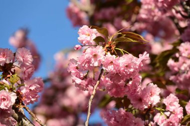 Bahçedeki ağaçta çiçek açan güzel pembe sakura çiçeğini kapat.