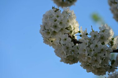 Ağaçtaki beyaz çiçekler