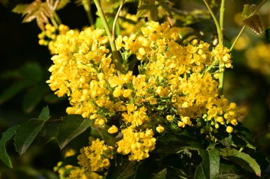 Bahçedeki bir ağacın çiçekleri