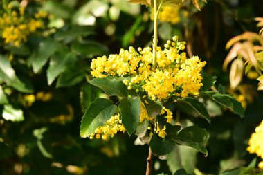 Bahçedeki sarı çiçekler.