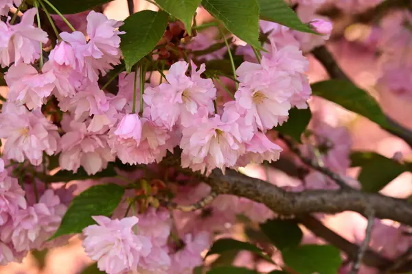 Bahçedeki ağaçta çiçek açan güzel pembe sakura çiçeğini kapat.