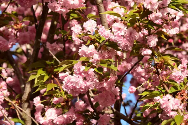 Bahçedeki ağaçta çiçek açan güzel pembe sakura çiçeğini kapat.