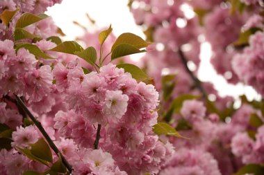 Bahçedeki ağaçta çiçek açan güzel sakura çiçeğini kapat.