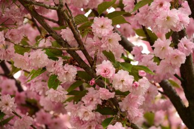 Bahçedeki ağaçta çiçek açan güzel sakura çiçeğini kapat.