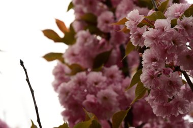 Bahçedeki ağaçta çiçek açan güzel sakura çiçeğini kapat.