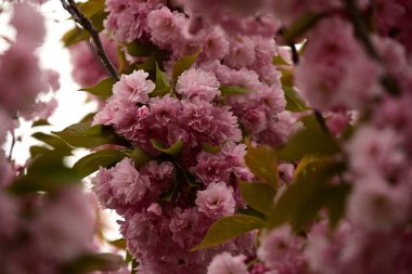 Bahçedeki ağaçta çiçek açan güzel sakura çiçeğini kapat.