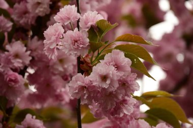 Bahçedeki ağaçta çiçek açan güzel sakura çiçeğini kapat.