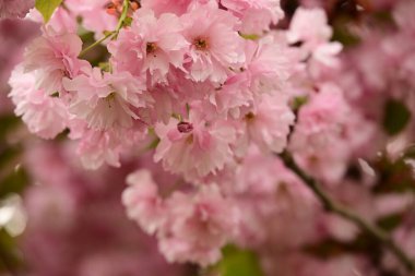 Bahçedeki ağaçta çiçek açan güzel sakura çiçeğini kapat.