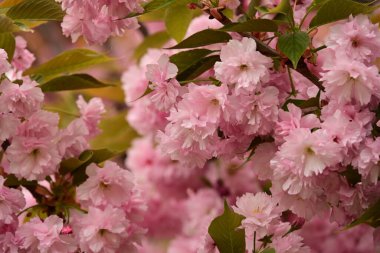 Bahçedeki ağaçta çiçek açan güzel sakura çiçeğini kapat.