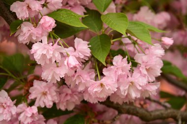 Bahçedeki ağaçta çiçek açan güzel sakura çiçeğini kapat.