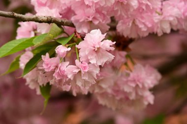 Bahçedeki ağaçta çiçek açan güzel sakura çiçeğini kapat.