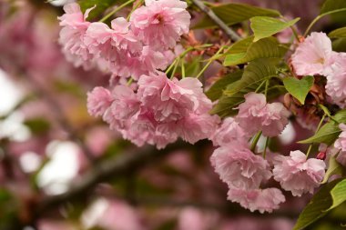 Bahçedeki ağaçta çiçek açan güzel sakura çiçeğini kapat.