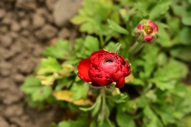 kırmızı Çiçek bahçesinde yakın çekim