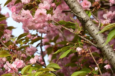 Bahçedeki ağaçta çiçek açan güzel sakura çiçeğini kapat.