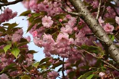 Bahçedeki ağaçta çiçek açan güzel sakura çiçeğini kapat.