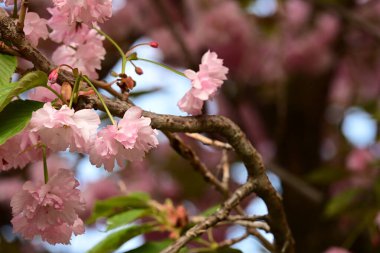 Bahçedeki ağaçta çiçek açan güzel sakura çiçeğini kapat.