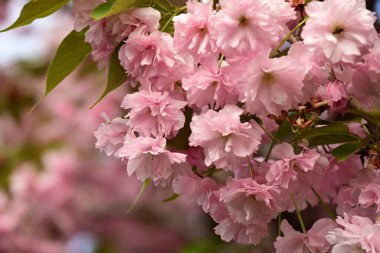 Bahçedeki ağaçta çiçek açan güzel sakura çiçeğini kapat.