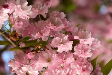 Bahçedeki ağaçta çiçek açan güzel sakura çiçeğini kapat.