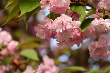 Bahçedeki ağaçta çiçek açan güzel sakura çiçeğini kapat.