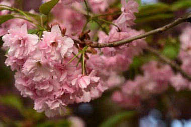Bahçedeki ağaçta çiçek açan güzel sakura çiçeğini kapat.
