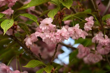 Bahçedeki ağaçta çiçek açan güzel sakura çiçeğini kapat.