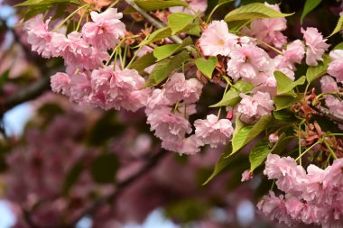 Bahçedeki ağaçta çiçek açan güzel sakura çiçeğini kapat.