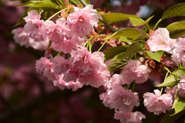 Bahçedeki ağaçta çiçek açan güzel sakura çiçeğini kapat.
