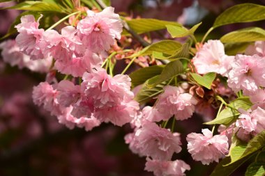 Bahçedeki ağaçta çiçek açan güzel sakura çiçeğini kapat.