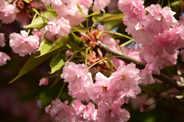 Bahçedeki ağaçta çiçek açan güzel sakura çiçeğini kapat.