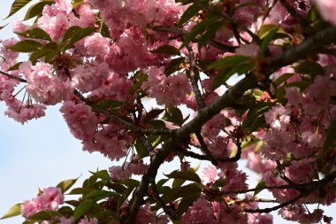 Bahçedeki ağaçta çiçek açan güzel sakura çiçeğini kapat.