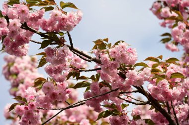 Bahçedeki ağaçta çiçek açan güzel sakura çiçeğini kapat.