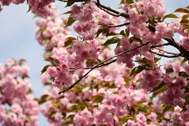Bahçedeki ağaçta çiçek açan güzel sakura çiçeğini kapat.