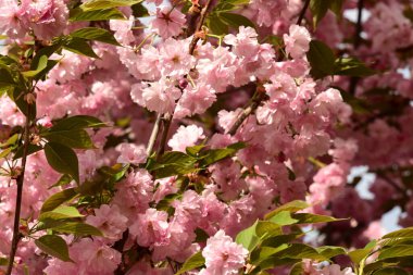 Bahçedeki ağaçta çiçek açan güzel sakura çiçeğini kapat.