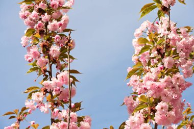 Bahçedeki ağaçta çiçek açan güzel sakura çiçeğini kapat.