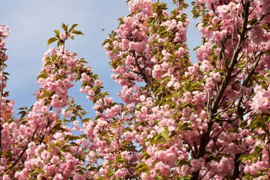 Bahçedeki ağaçta çiçek açan güzel sakura çiçeğini kapat.