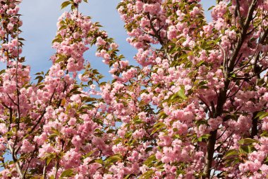Bahçedeki ağaçta çiçek açan güzel sakura çiçeğini kapat.
