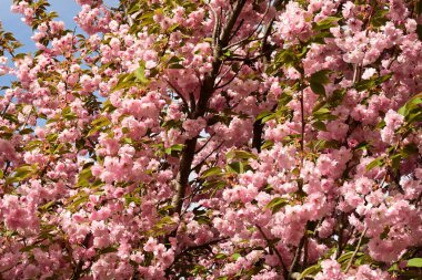 Bahçedeki ağaçta çiçek açan güzel sakura çiçeğini kapat.